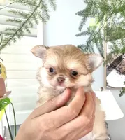 Mini Doll, a female Chihuahua for sale in Santa Rosa Beach, FL – 10 of 10