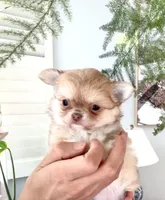 Mini Doll, a female Chihuahua for sale in Santa Rosa Beach, FL – 5 of 10