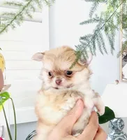 Mini Doll, a female Chihuahua for sale in Santa Rosa Beach, FL – 1 of 10