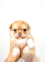 Mini Doll, a female Chihuahua for sale in Santa Rosa Beach, FL – Photo 2 of 7