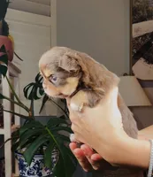 Angel, a female Chihuahua for sale in Santa Rosa Beach, FL – Photo 3 of 6