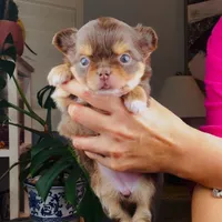 Angel, a female Chihuahua for sale in Santa Rosa Beach, FL – Photo 5 of 5