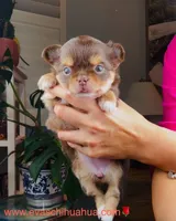 Angel, a female Chihuahua for sale in Santa Rosa Beach, FL – Photo 1 of 6