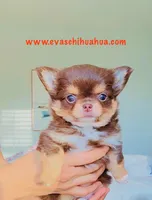Angel, a female Chihuahua for sale in Santa Rosa Beach, FL – Photo 4 of 5