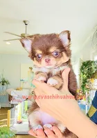 Angel, a female Chihuahua for sale in Santa Rosa Beach, FL – Photo 2 of 5