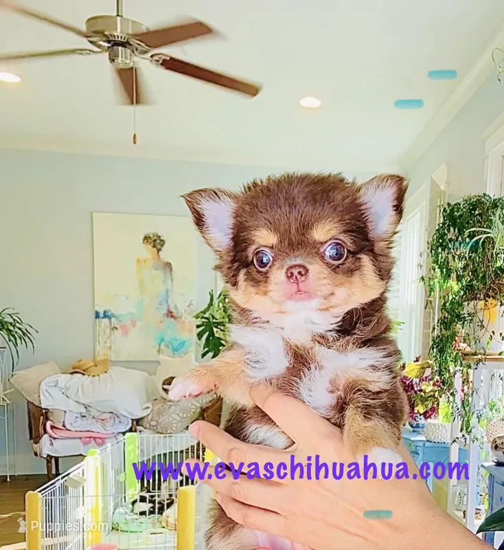 Angel – Chihuahua puppy on hold in Santa Rosa Beach, FL