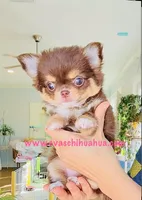 Angel, a female Chihuahua for sale in Santa Rosa Beach, FL – Photo 3 of 5