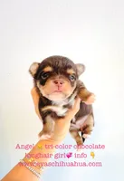 Angel, a female Chihuahua for sale in Santa Rosa Beach, FL – Photo 6 of 6