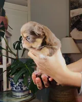 Angel, a female Chihuahua for sale in Santa Rosa Beach, FL – Photo 4 of 6