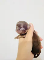 Chocolate Angel, a female Chihuahua for sale in Santa Rosa Beach, FL – 3 of 6