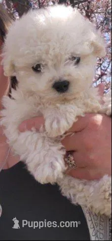 Jewel – Bichon Frise puppy for sale in Salt Lake City, UT