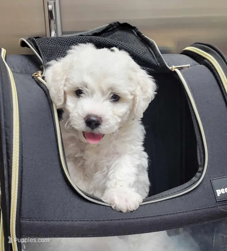 Romeo – Bichon Frise puppy for sale in Salt Lake City, UT