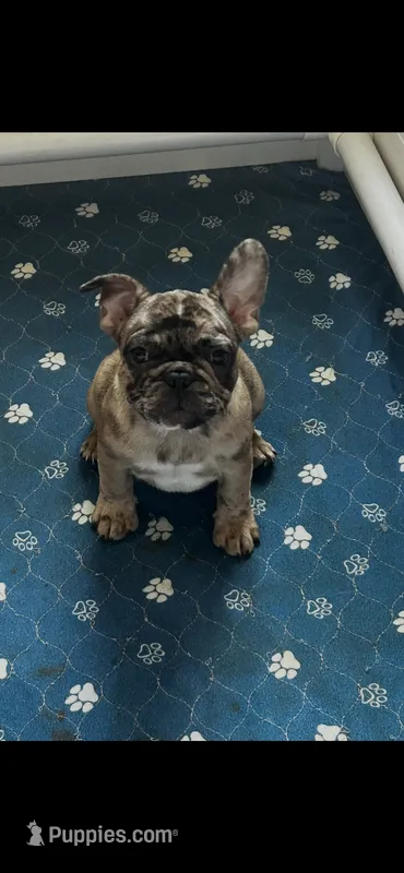 Marlen – French Bulldog puppy for sale in New York, NY