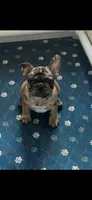 Marlen, a male French Bulldog for sale in New York, NY – 1 of 3