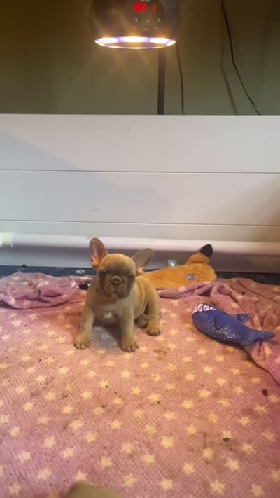 Tiny , a female French Bulldog for sale in New York, NY – 3 of 3