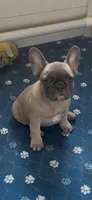 Tiny , a female French Bulldog for sale in New York, NY – 2 of 3