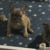 Tiny , a female French Bulldog for sale in New York, NY – 4 of 5