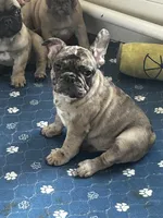 Marlen, a male French Bulldog for sale in New York, NY – 3 of 3