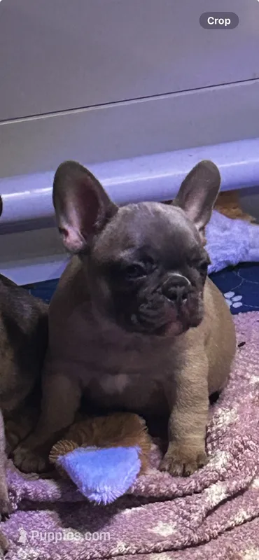 Tiny  – French Bulldog puppy for sale in New York, NY