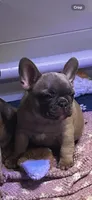 Tiny , a female French Bulldog for sale in New York, NY – 1 of 3