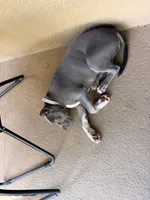 Natasha , a female American Bully for sale in Fort Myers, FL – 9 of 9