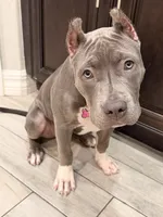 Natasha , a female American Bully for sale in Fort Myers, FL – 5 of 9