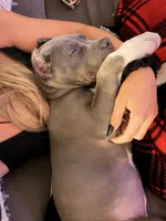 Natasha , a female American Bully for sale in Fort Myers, FL – 2 of 9