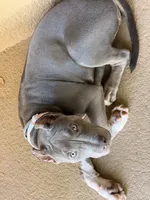 Natasha , a female American Bully for sale in Fort Myers, FL – 4 of 9