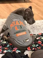 Natasha , a female American Bully for sale in Fort Myers, FL – 3 of 9