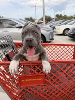 Natasha , a female American Bully for sale in Fort Myers, FL – 8 of 9