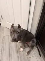 Natasha , a female American Bully for sale in Fort Myers, FL – 7 of 9
