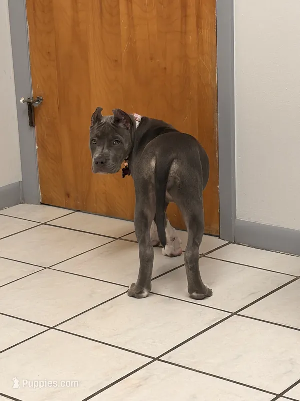 Natasha  – American Bully puppy for sale in Fort Myers, FL