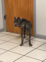 Natasha , a female American Bully for sale in Fort Myers, FL – 1 of 9