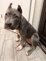Natasha , a female American Bully for sale in Fort Myers, FL – 6 of 9