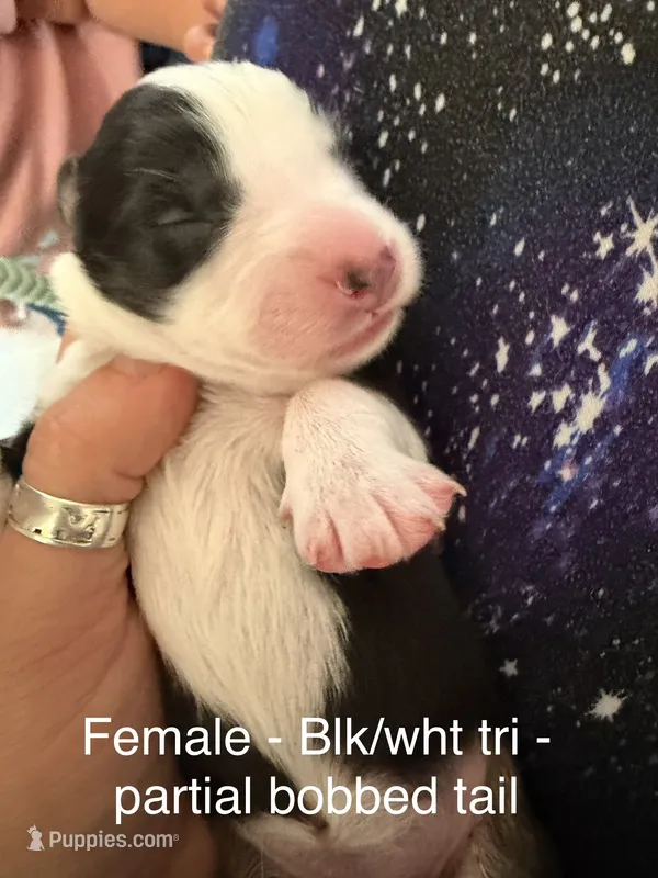 Daisy – Australian Shepherd puppy for sale in Pahrump, NV