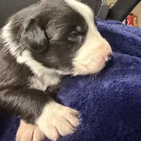 Georgia, a female Australian Shepherd for sale in Pahrump, NV – Photo 7 of 7