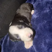 Georgia, a female Australian Shepherd for sale in Pahrump, NV – Photo 6 of 7
