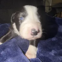 Georgia, a female Australian Shepherd for sale in Pahrump, NV – Photo 5 of 7