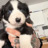 Georgia, a female Australian Shepherd for sale in Pahrump, NV – Photo 2 of 7