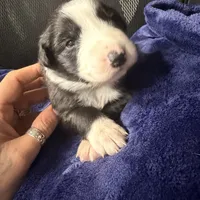 Georgia, a female Australian Shepherd for sale in Pahrump, NV – Photo 3 of 7
