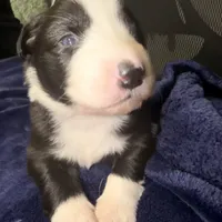 Georgia, a female Australian Shepherd for sale in Pahrump, NV – Photo 4 of 7