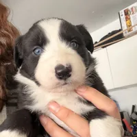 Georgia, a female Australian Shepherd for sale in Pahrump, NV – Photo 1 of 7
