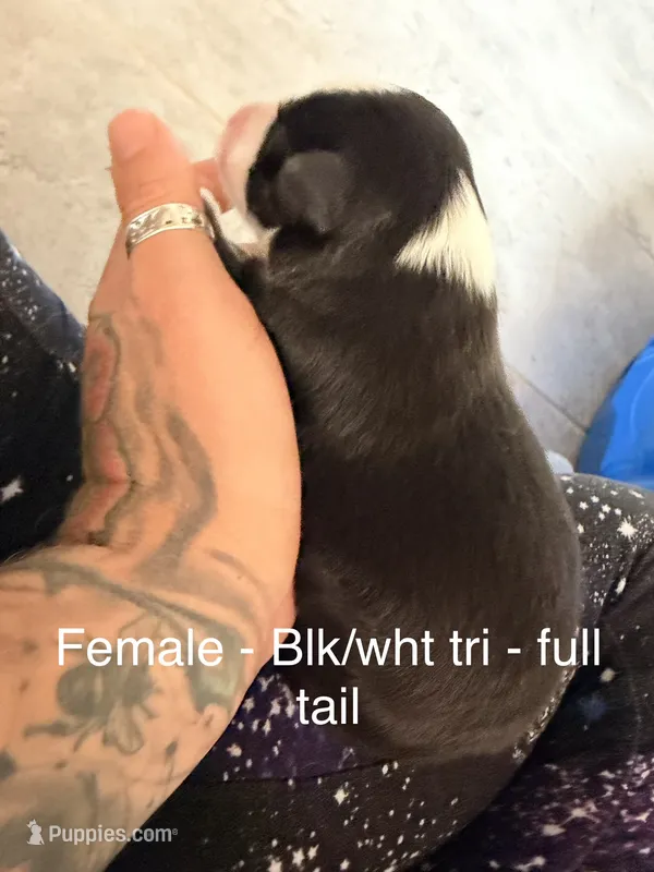 Daffodil  – Australian Shepherd puppy for sale in Pahrump, NV