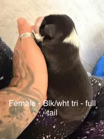 Daffodil , a female Australian Shepherd for sale in Pahrump, NV – 1 of 3