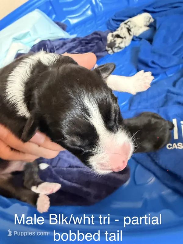 Oak – Australian Shepherd puppy for sale in Pahrump, NV
