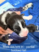 Oak, a male Australian Shepherd for sale in Pahrump, NV – 1 of 3