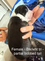 Daisy, a female Australian Shepherd for sale in Pahrump, NV – 3 of 3