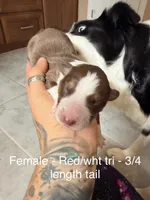 Poppy, a female Australian Shepherd for sale in Pahrump, NV – 2 of 3