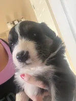 Oak, a male Australian Shepherd for sale in Pahrump, NV – 2 of 5