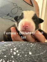 Daffodil , a female Australian Shepherd for sale in Pahrump, NV – 2 of 3